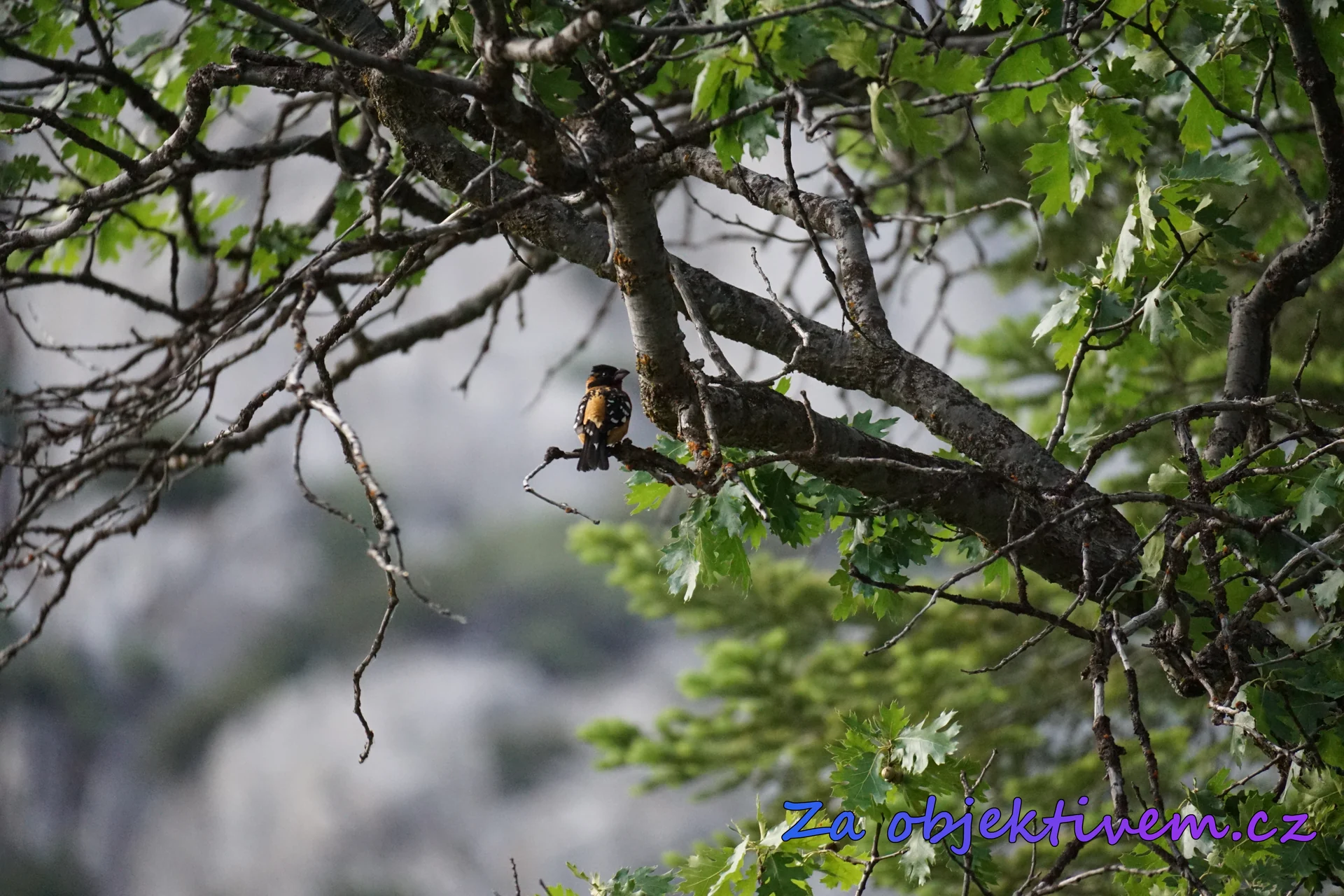 Black-headed grosbeak
